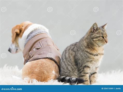 Cat And Dog Love Royalty Free Stock Images Image 35411049