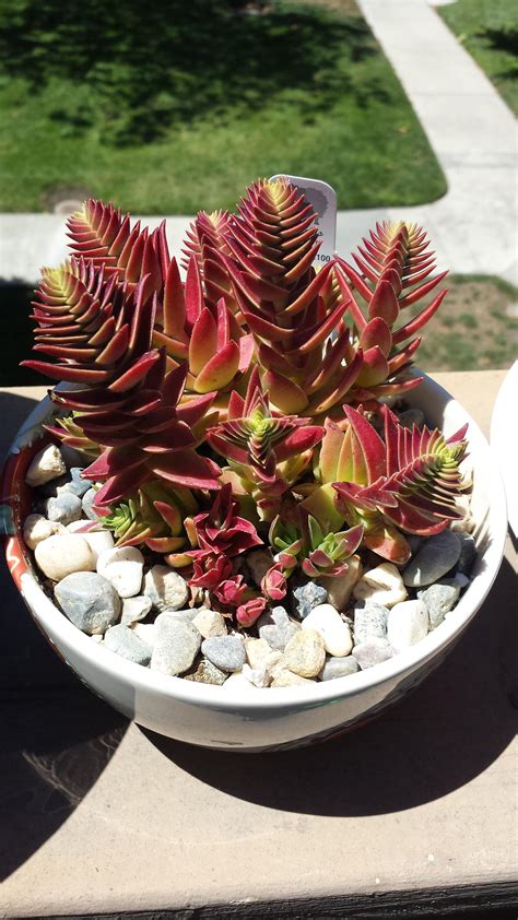 Crassula Red Pagoda Best Decorations