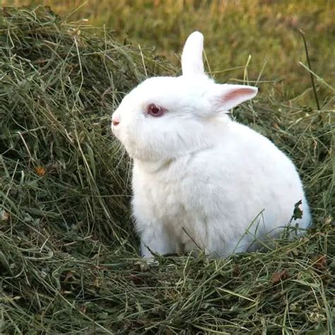 Lapin Nain Le Guide Complet Prix Alimentation Soins Poids