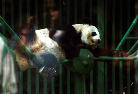 Xin Xin Por Qué Es El último Oso Panda Que Podría Vivir En México Infobae