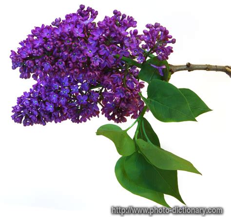 Lilac Photopicture Definition At Photo Dictionary Lilac Word And