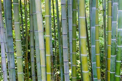 Phyllostachys Edulis Moso Bamboo