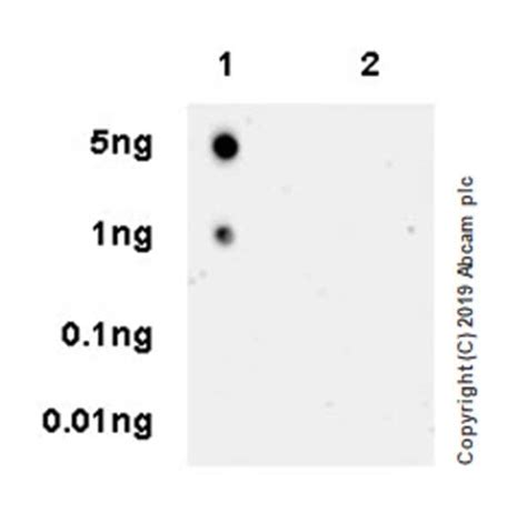 Orexin A Epr Orexin A Ab Abcam