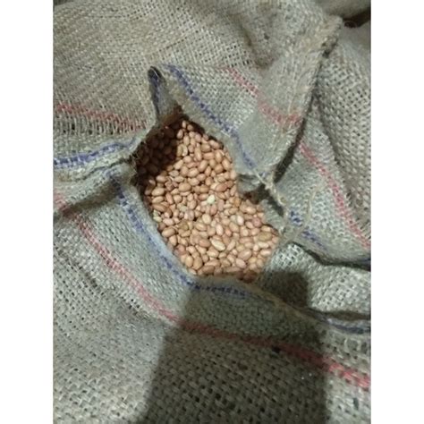 Jual Kacang Tanah G Kemasan Repack Shopee Indonesia