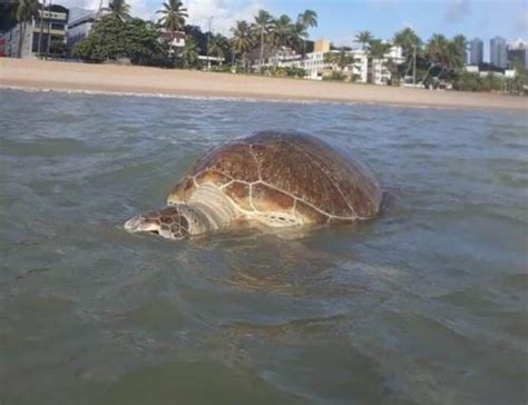 Tartaruga verde é encontrada morta na praia de Ponta de Campina em