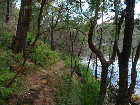 Sphinx To Mt Kuring Gai Walking Track