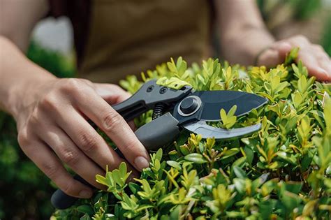 When And How To Prune Boxwood 8 Expert Tips House Grail