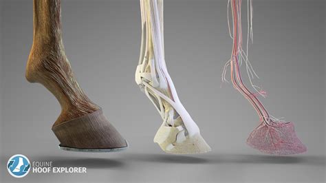 Horse Hoof Anatomy