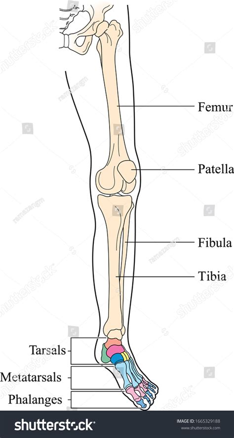 Bones Of The Lower Limb Vector Human Lower Limb Royalty Free Stock