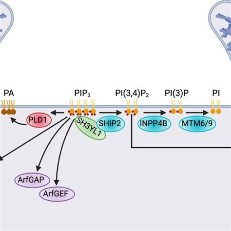 Formation Of Macropinosomes From Linear Ruffles And Circular Dorsal