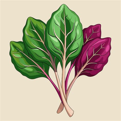 Fresh Malabar Spinach Vegetable Vector Illustration Handdrawn Premium