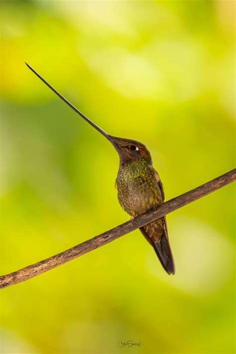 Sword-billed hummingbird | Hummingbird photos, Hummingbird, World birds