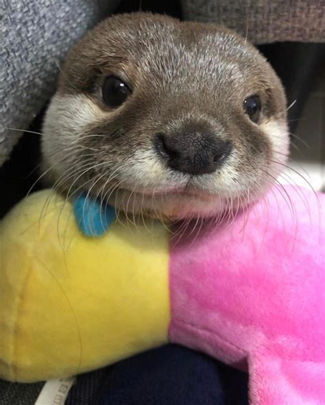 19 Adorable Otters You Really Otter Take A Look At | Cuteness | Otters ...