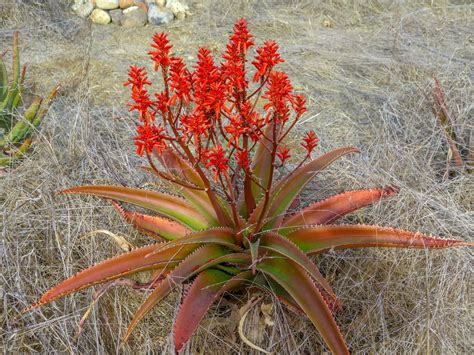 Aloes Plant Care And Collection Of Varieties