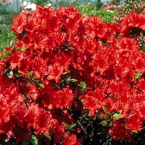 Azalea Girards Hotshot Evergreen ScotPlants Direct UK