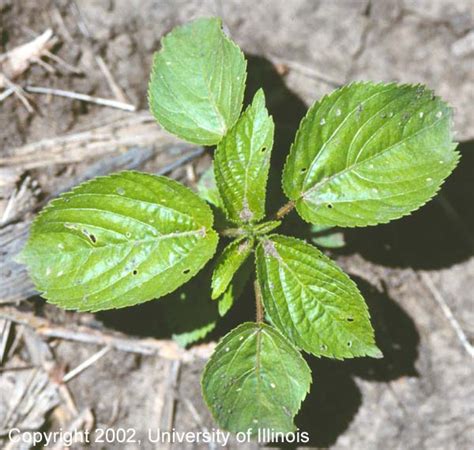 Weed Science At The University Of Illinois