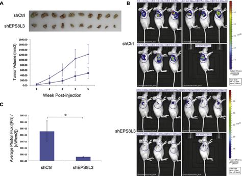 Knocking Down Eps L Retards Tumor Growth In Vivo A B Measurement Of