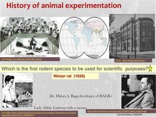 Biology Of Rodents Rats Mice PPT