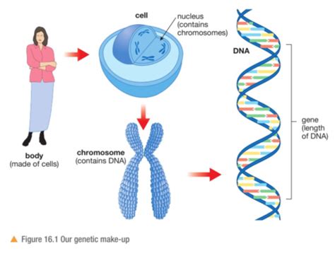 Chromosomes Genes And Dna Flashcards Quizlet