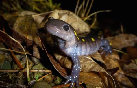 The Salamander Crossing Brigades Citizen Science For Salamanders In