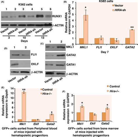 Downregulation Of Histone Cell Cycle Regulator A Hira Induce Mkl And