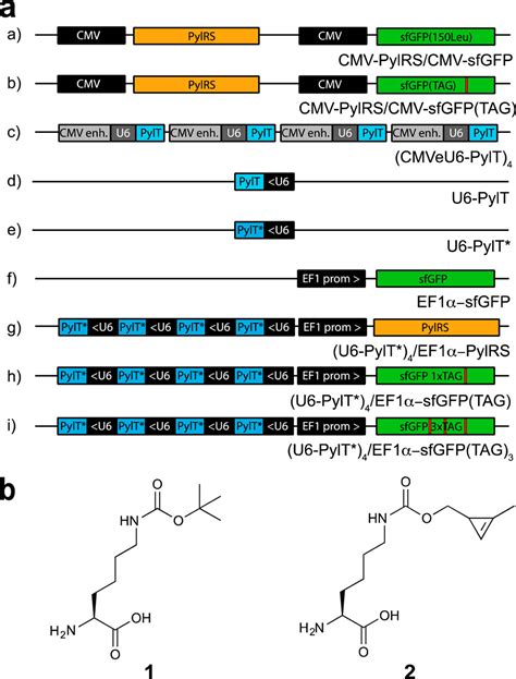 Efficient Multisite Unnatural Amino Acid Incorporation In Mammalian