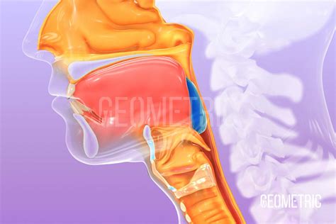 Laryngectomy Animation | Geometric Medical