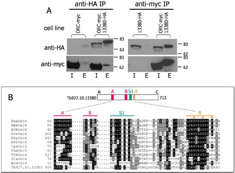 Identification Of A T Brucei ORC1 CDC6 Interacting Protein As A