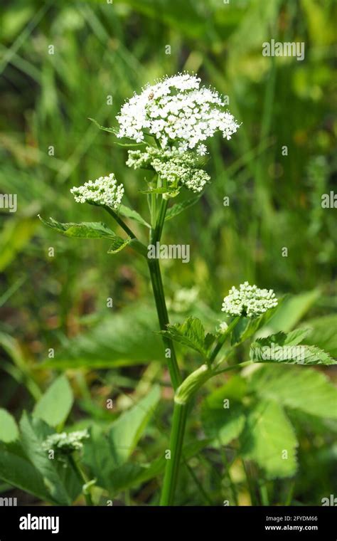 Ground Elder Herb Gerard Bishop S Weed Goutweed Gout Wort Wild