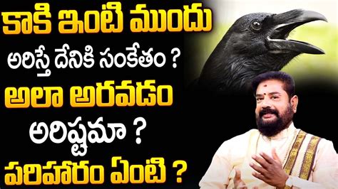 కాకి ఇంటి ముందు అరిస్తే దేనికి సంకేతం Unknown Facts About Crow