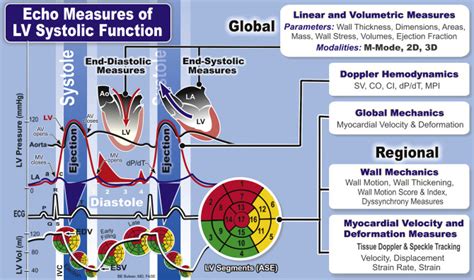 Left Ventricle Function - astonishingceiyrs