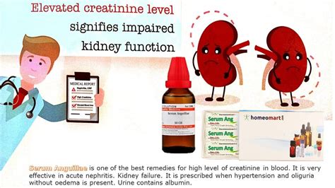 How elevated creatinine levels can impair your kidneys? | Creatinine ...