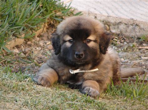 Cao Da Serra Da Estrela Puppy