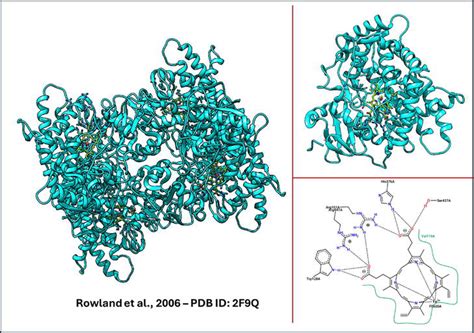 structure function  genetic variation  cypd  cytochrome
