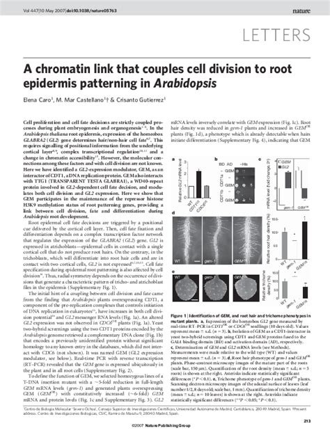 Pdf A Chromatin Link That Couples Cell Division To Root Epidermis