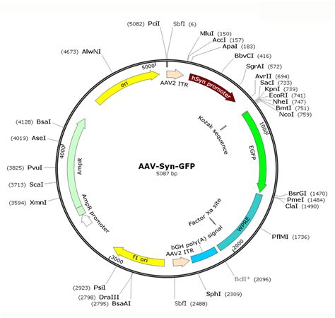 Aav Synapsin Gfp Aav Serotype Dj Sl Signagen