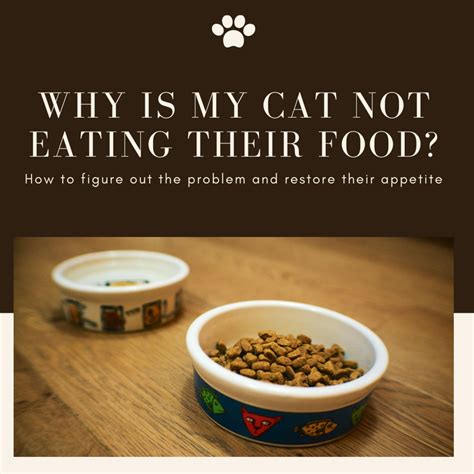 Why Is My Cat Not Eating Its Food At Hannah Jack Blog