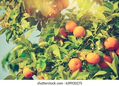 Watercolor Mandarine Orange Lemon Fruit Leaves Stock Illustration