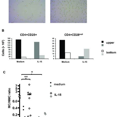 Transwell Migration Assay Of Cd4 T Lymphocytes In Culture Medium Alone