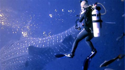 Scuba Divers Terrifying Shark Encounter Narrowly Escapes Jaws Of