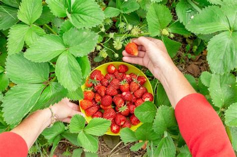 Der Gärtner Erntet Reife Rote Erdbeeren Von Einem Strauch Im Garten Und