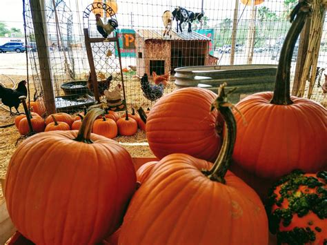 Where To Pick Your Own Pumpkin In Around Tucson