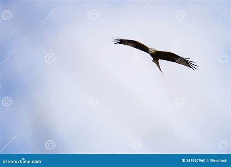 Close-up Shot of a Hawk Flying in the Sky Stock Photo - Image of ...