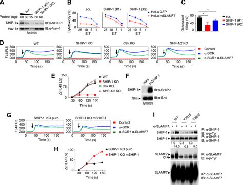 SHIP 1 Is Required For SLAMF7 Mediated Inhibition In NK Cells And DT40