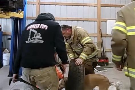 Les Pompiers Sauvent Un Chien Jaune Coinc Dans Une Roue Le Peroke