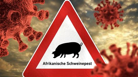 African Swine Fever Pig Population Infected In Western Germany