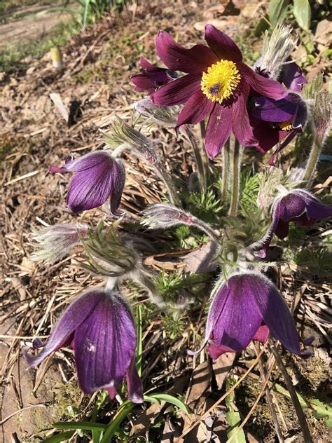 Прострел обыкновенный (Pulsatilla vulgaris) пурпурный