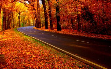 Wallpaper Sunlight Forest Fall Sunset Night Nature Red Road