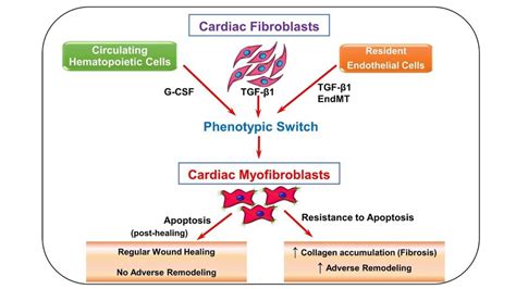 Schematic Depicting Fibroblast To Myofibroblast Differentiation Download Scientific Diagram