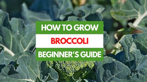 How To Grow Broccoli A Beginners Guide Gardening Eats